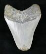 Bargain Megalodon Tooth - North Carolina #21658-2